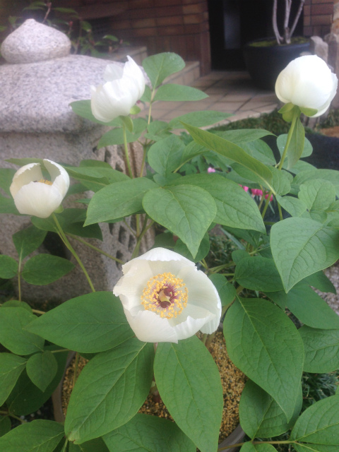 作品集・葉月園